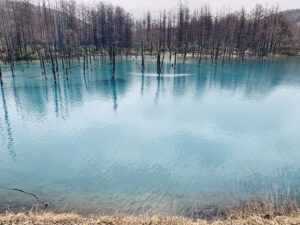 青い池の水面