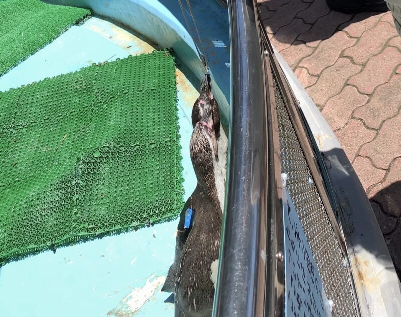 桂浜水族館のペンギンえさやり体験