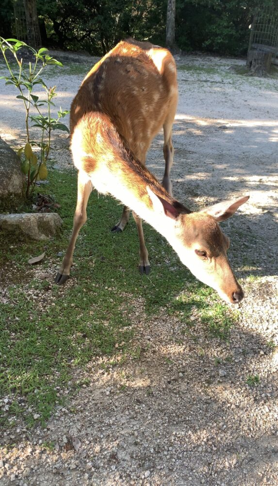 宮島ロープウェー乗り場からの道中の鹿