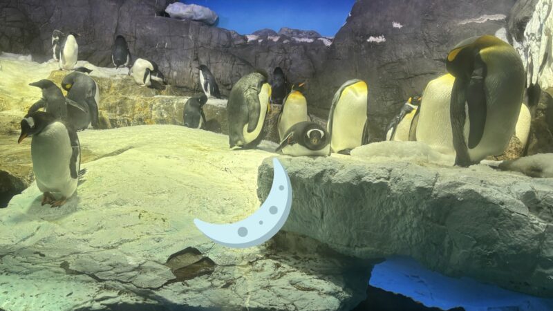 海遊館の夜の時間帯のペンギン