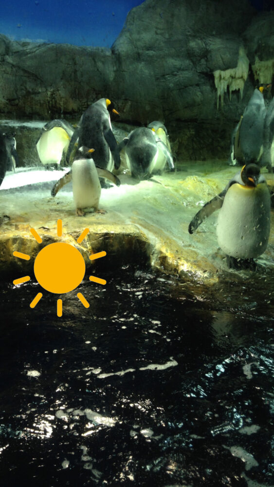 海遊館の昼の時間帯のペンギン