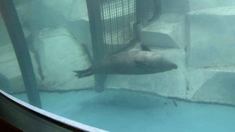 アドベンチャーワールドの海獣館にいるアザラシ