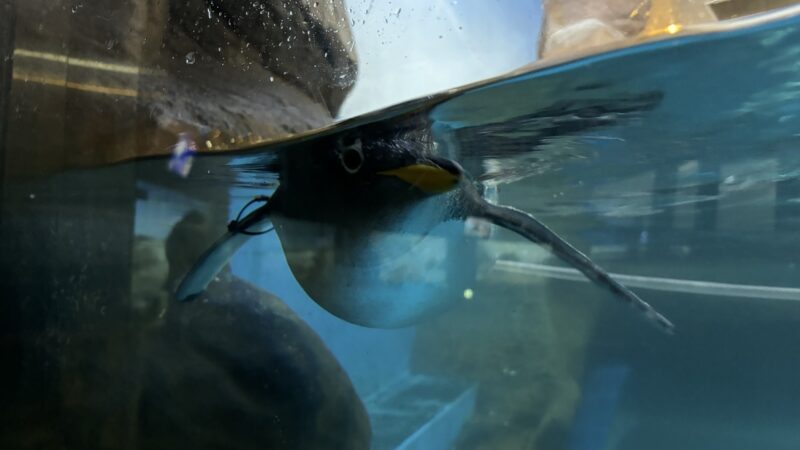アドベンチャーワールドの海獣館にいる泳いでいるペンギン