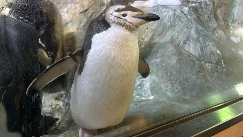 アドベンチャーワールドの海獣館にいるガラス越しに興味津々のペンギン
