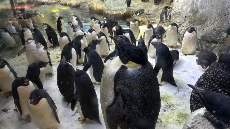 アドベンチャーワールドの海獣館にいるペンギン