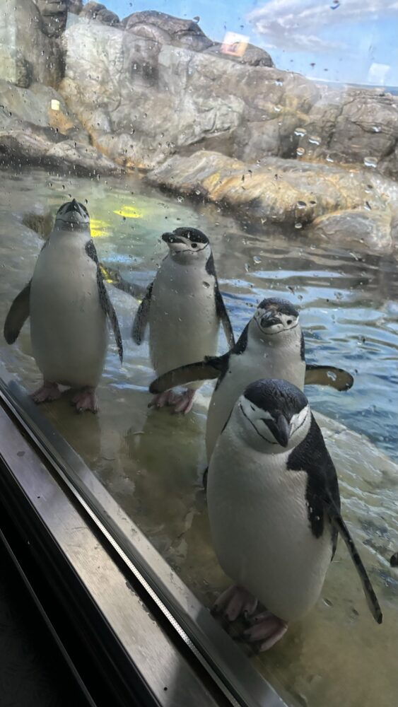 アドベンチャーワールドの海獣館にいるペンギン