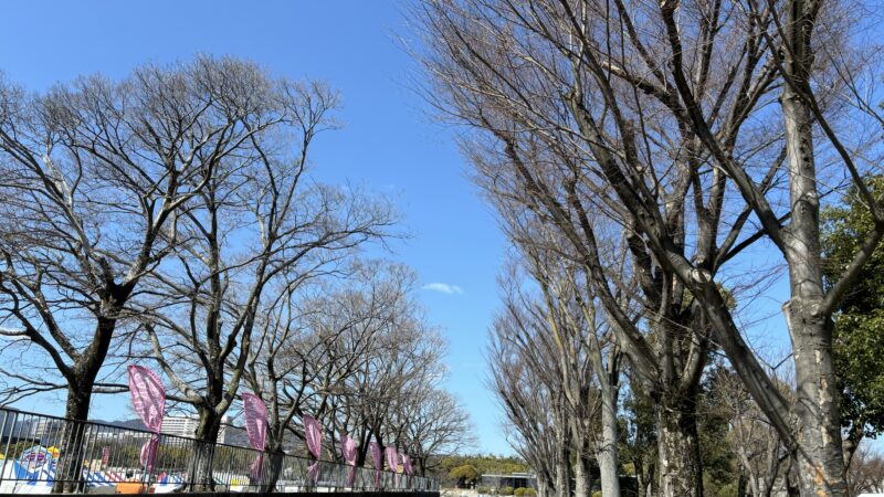 万博記念公園の桜開花前