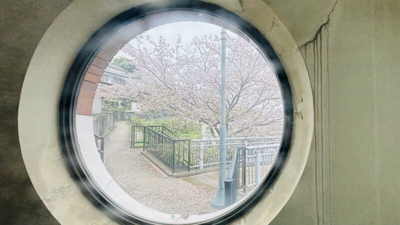 グラバースカイロードの丸窓から見えた桜