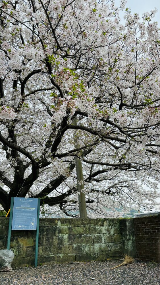 東山手十二番館の桜