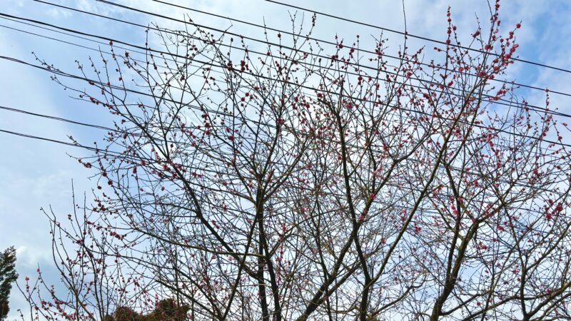 美山公園の梅の花