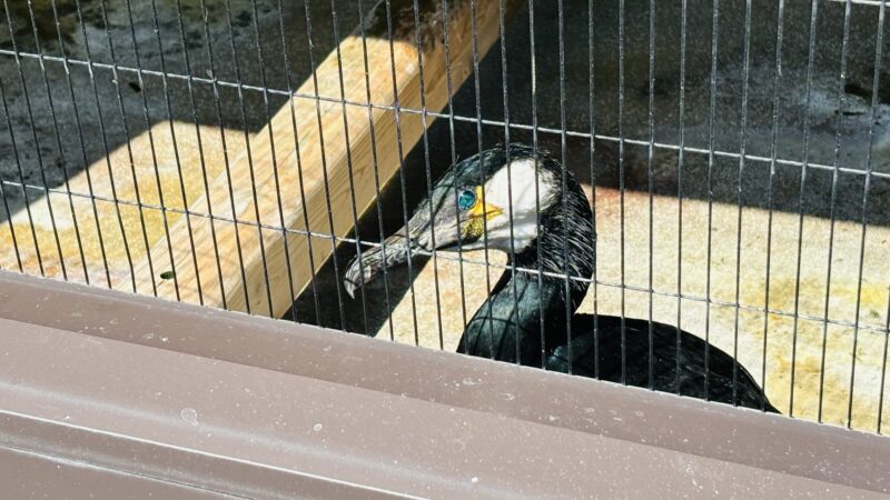 吉香 鵜の里の海鵜