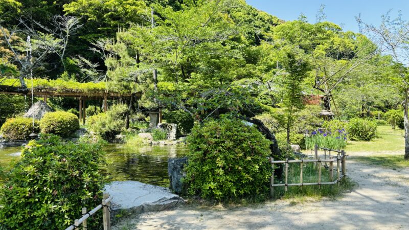 吉香神社裏に咲くハナショウブ