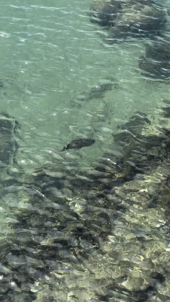 エピカリス前の遊歩道から見る海で泳ぐ魚