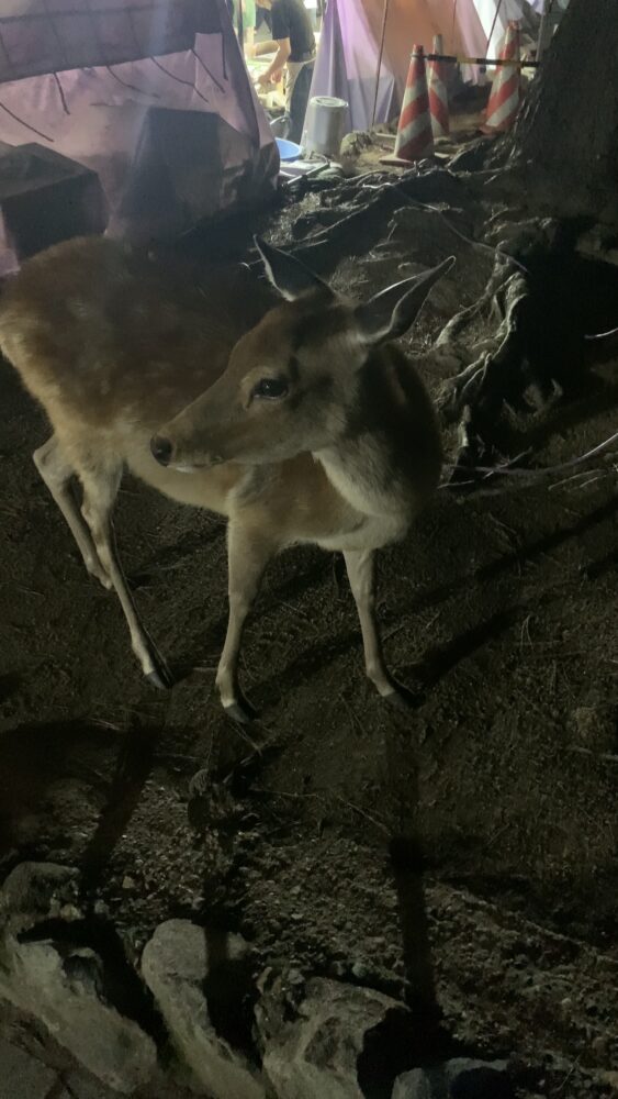 なら燈花会の屋台近くにいた鹿