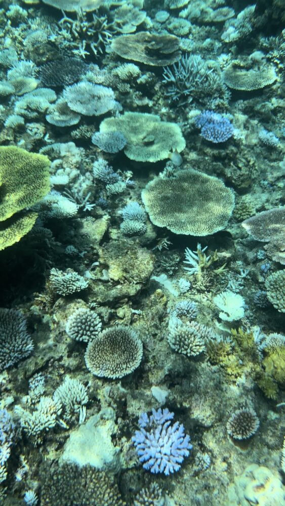 八重干瀬のカラフルなサンゴ礁