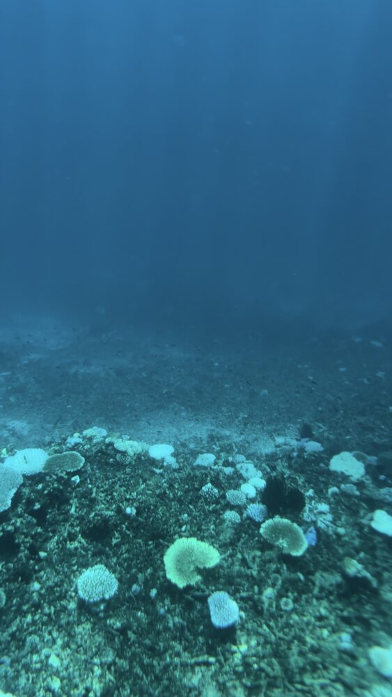 八重干瀬のシュノーケリングの2ポイント目の水深が深い所